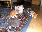 Hauskatzen zum ersten, ... (26.07.2009)