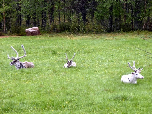Die ersten drei Rentiere - ihnen sollten noch Hunderte in riesigen Herden nachfolgen. (28.06.2008) 