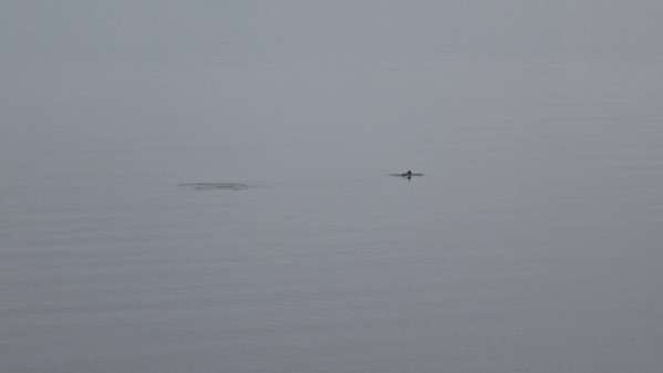 Schweinswale in der Rafsnesbukta vor Alta. (12.07.2017)