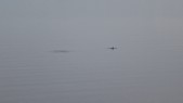 Schweinswale in der Rafsnesbukta vor Alta. (12.07.2017)