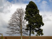 Zwei - fast symbolische - Bäume in Riedersdorf (01.04.2012)