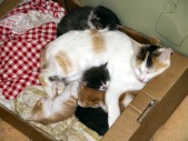 Unsere Hauskatze mit ihren vier Jungen (20.07.2009)