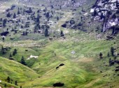 Die größte bisher gesehene Schafherde unterhalb des Col Gallina (15.08.2014)